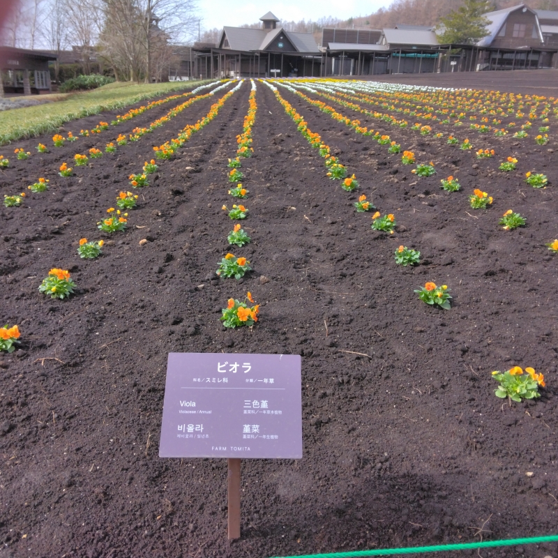 First flowers planted for 2023