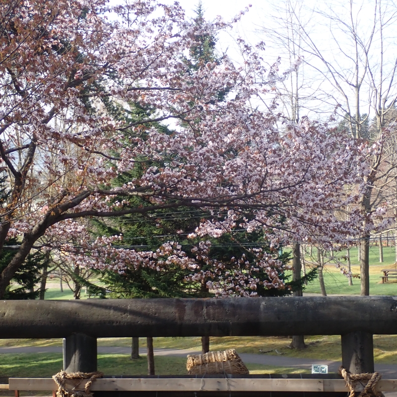 Sakura near Nakafurano Jinja