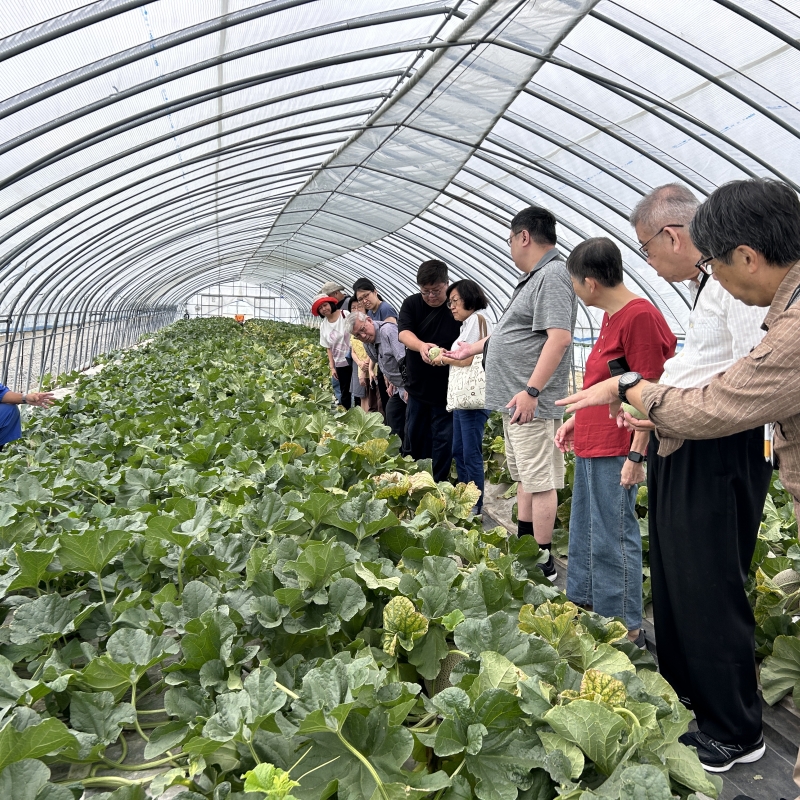 富良野メロン収穫体験 Furano melon harvesting