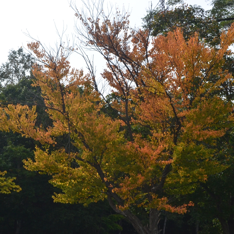 First leaves of autumn