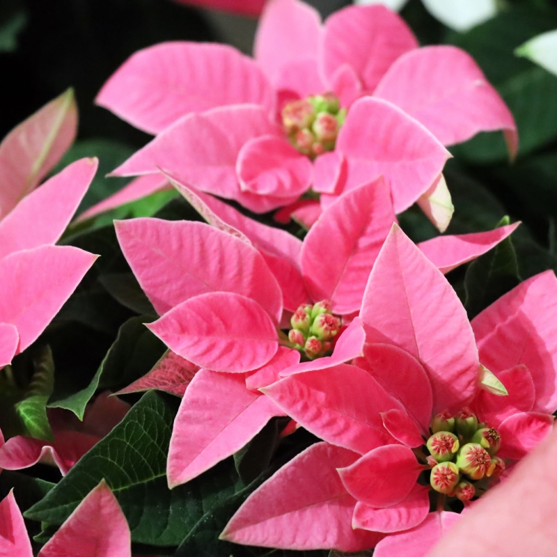 クリスマス商品も入荷しています