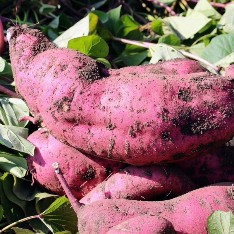 中富良野・遠藤ファームさんとのコラボ企画・さつまいも区画オーナー制度「ポテトクラブ」2026