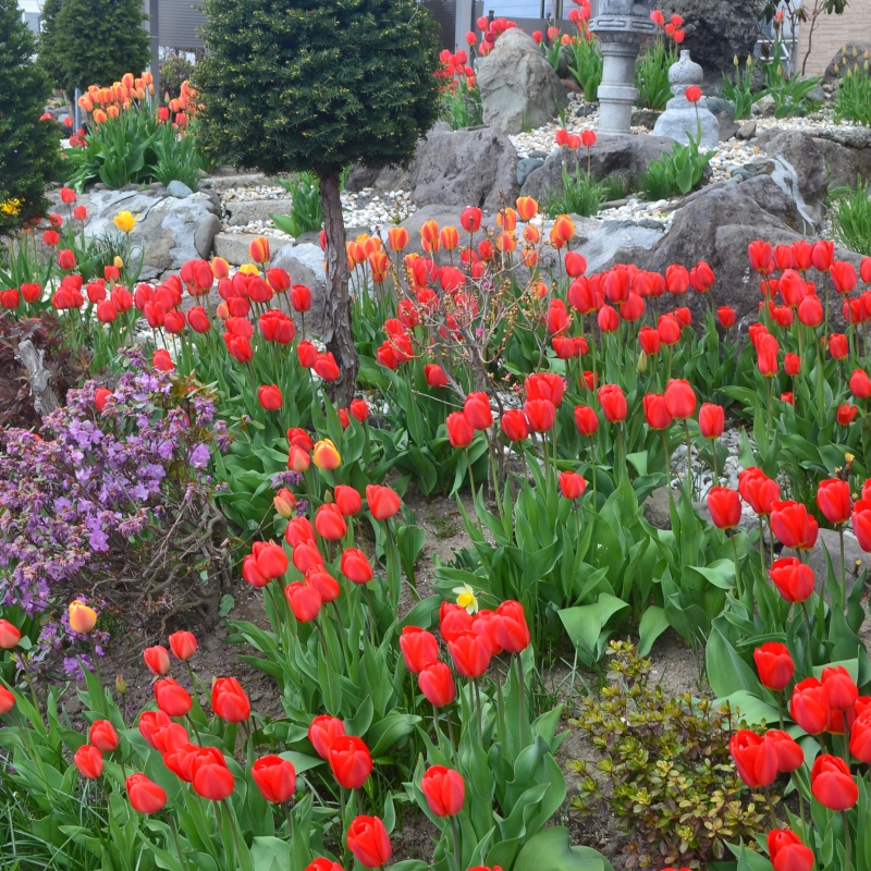 Tulips are up