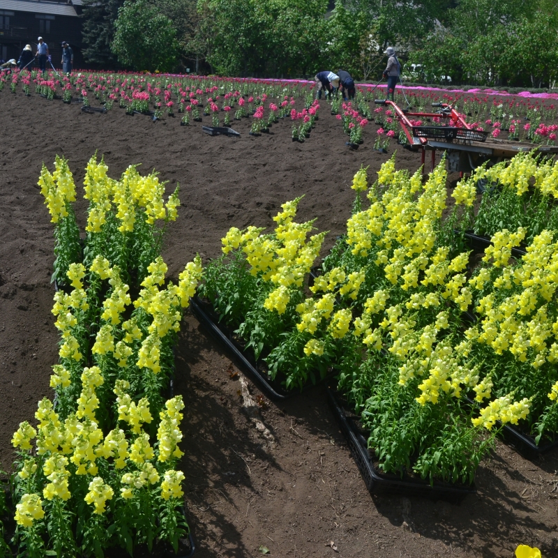 Whole trays of flowers.