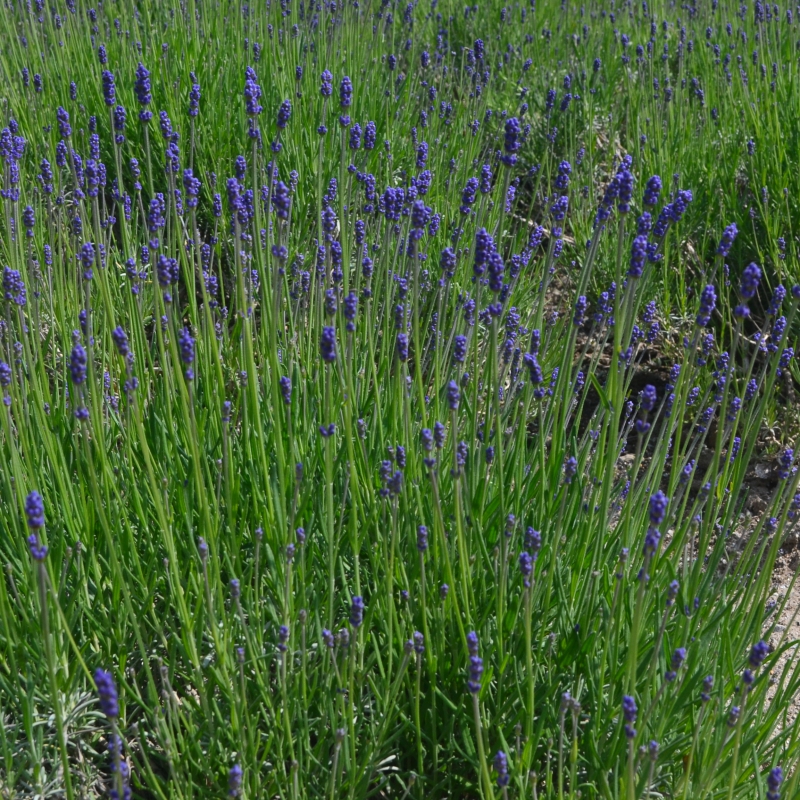 Lavender officially out