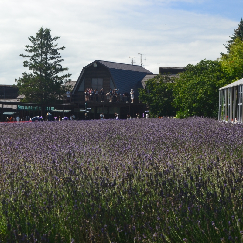 Last of the lavender