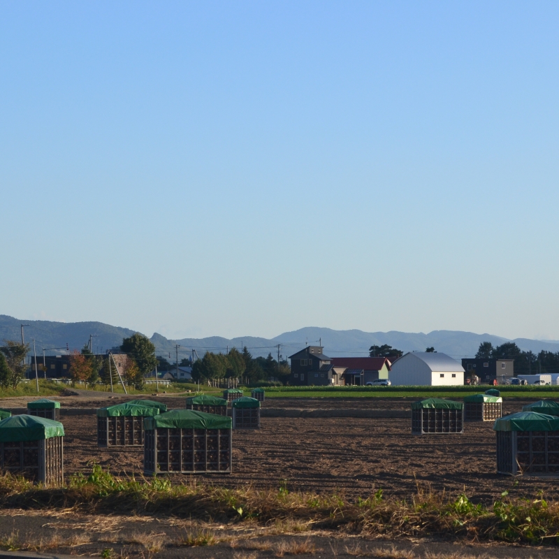 More harvested onions
