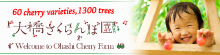 26.1-7　大橋さくらんぼ
